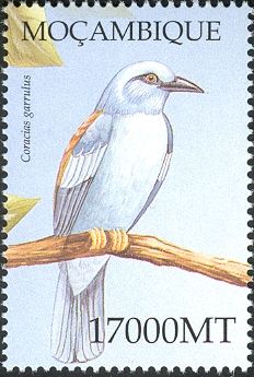 European Roller (Coracias garrulus)