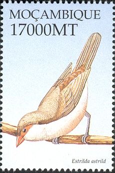 Common Waxbill (Estrilda astrild)