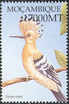 Eurasian Hoopoe (Upupa epops)
