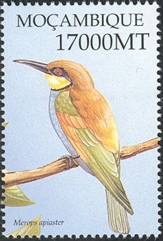 European Bee-eater (Merops apiaster)