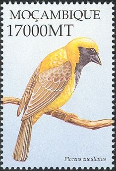 Village Weaver (Ploceus cucullatus)