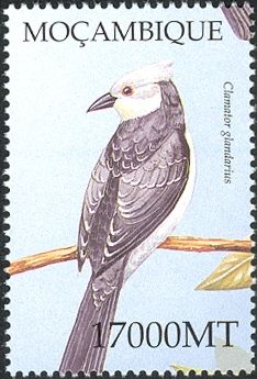 Great Spotted Cuckoo (Clamator glandarius)