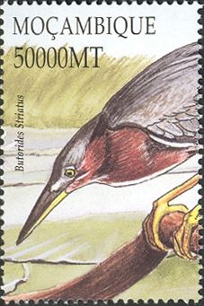 Striated Heron (Butorides striatus)