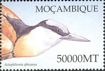 African Jacana (Actophilornis africanus)