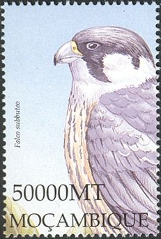 Eurasian Hobby (Falco subbuteo)
