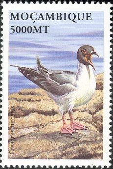 Swallow-tailed Gull (Creagrus furcatus)