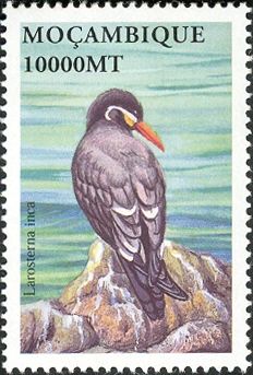 Inca Tern (Larosterna inca)