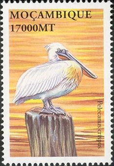 Dalmatian Pelican (Pelecanus crispus)
