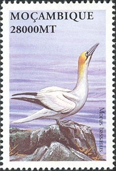 Northern Gannet (Morus bassanus)