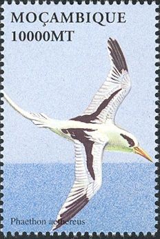 Red-billed Tropicbird (Phaethon aethereus)