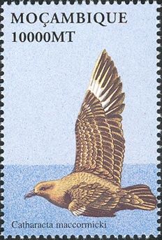 South Polar Skua (Catharacta maccormicki)