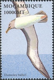 Buller's Albatross (Diomedea bulleri)