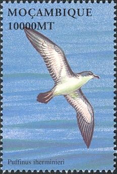 Audubon's Shearwater (Puffinus Iherminieri)