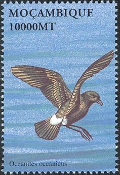 Wilson's Storm-petrel (Oceanites oceanicus)