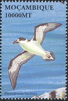 Black-capped Petrel (Pterodroma hasitata)