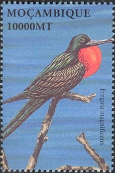 Magnificent Frigatebird (Fregata magnificens)