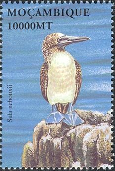 Blue-footed Booby (Sula nebouxii)