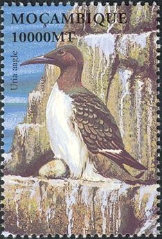 Common Murre (Uria aalge)