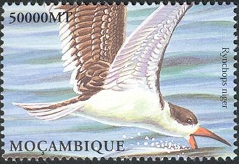Black Skimmer (Rynchops niger)