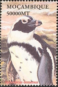 African Penguin (Spheniscus demersus)