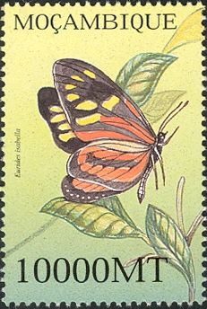Isabella's Longwing (Eueides isabella)