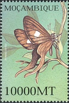 Tailwing (Syrmatia dorilas)