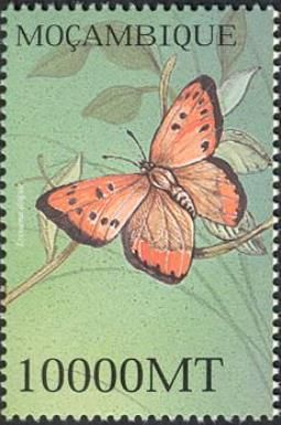 Large Copper (Lycaena dispar)