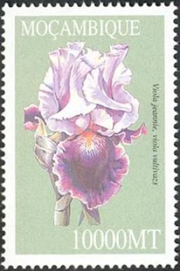 Viola jeannie, viola vultivazs