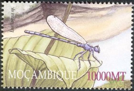American Bluet (Ennallagma sp.)