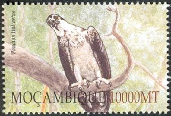 Osprey (Pandion haliaetus)