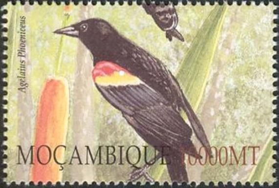 Red-winged Blackbird (Agelaius phoeniceus)