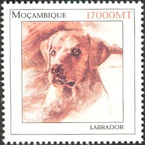 Labrador Retriever (Canis lupus familiaris)