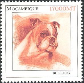 English Bulldog (Canis lupus familiaris)