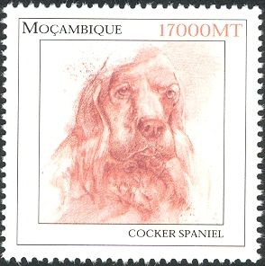 Cocker-Spaniel (Canis lupus familiaris)