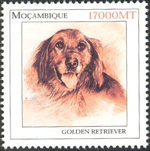 Golden Retriever (Canis lupus familiaris)