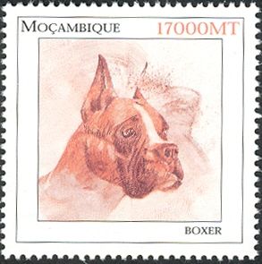 German Boxer (Canis lupus familiaris)