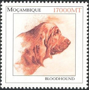 Bloodhound (Canis lupus familiaris)