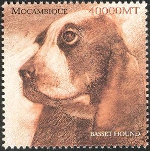 Basset Hound (Canis lupus familiaris)