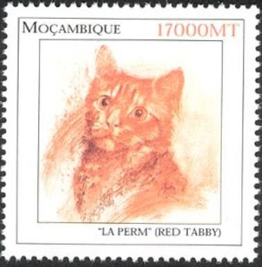 Red Tabby (Felis silvestris catus)