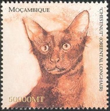 Oriental Longhair (Felis silvestris catus)