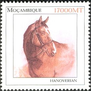 Hanoverian (Equus ferus caballus)