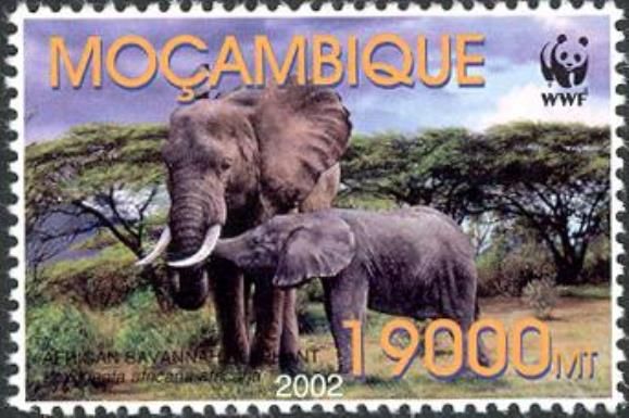 African Elephant (Loxodonta africana)