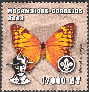 Aega Morpho (Morpho aega)