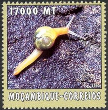 Land Snail