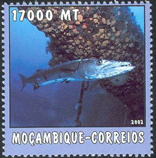 Barracuda (Sphyraena sp.)