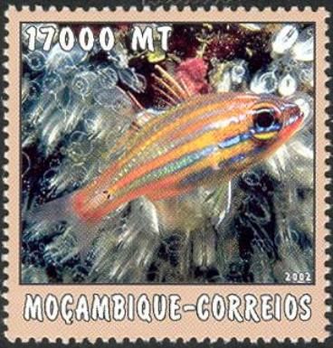Tropical Fish
