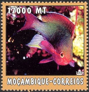 Tropical Fish