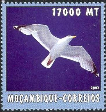 Sea Birds