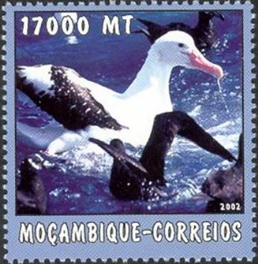 Albatross