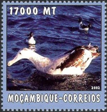 Albatross